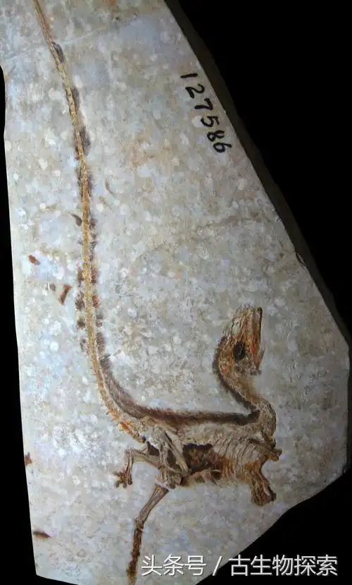 中华龙鸟(中国百年十大恐龙---中华龙鸟)