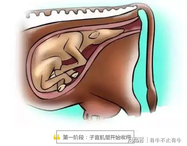 怎样快速分辨母牛是否要分娩?|子宫|胎盘|羊水|胎膜_网易订阅