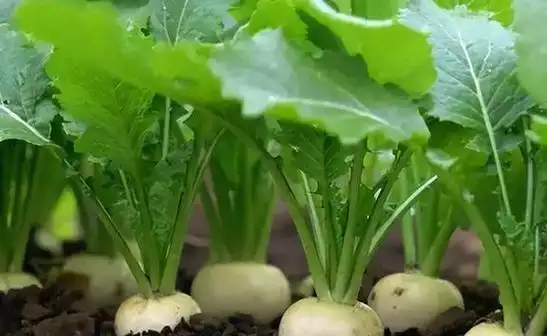 盘菜两千年前传入我国常被误认为是萝卜殊不知是出口名菜