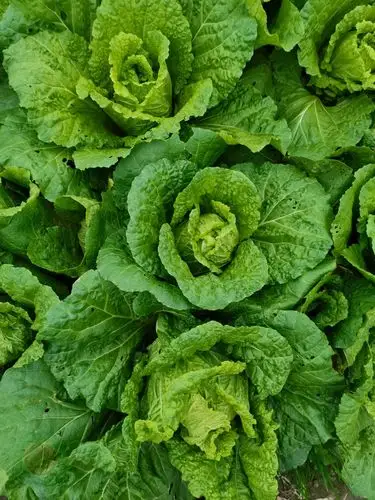 大白菜目前市场价是多少