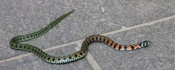 黑绿相间的蛇是什么蛇