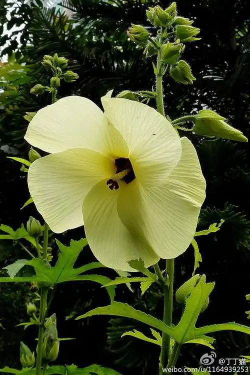 锦葵科秋葵属(abelmoschus)黄葵abelmosch… - 堆糖,美图壁纸兴趣社区