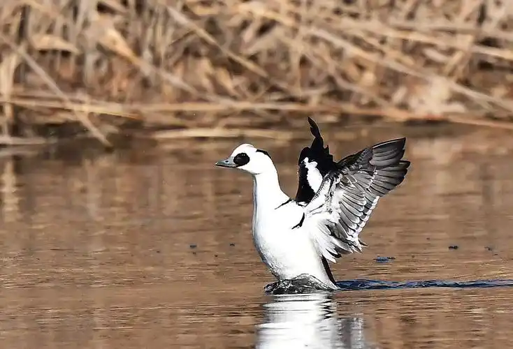 熊猫鸭(斑头秋沙鸭)