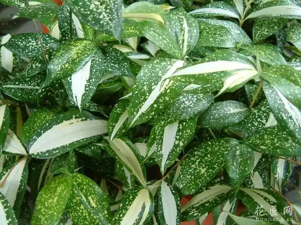 星点木的养殖方法和注意事项_花匠网