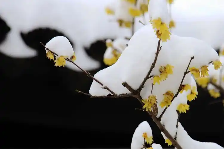 当江南的天空飘起雪花,寒风中的腊梅花蕾就会悄然绽放.