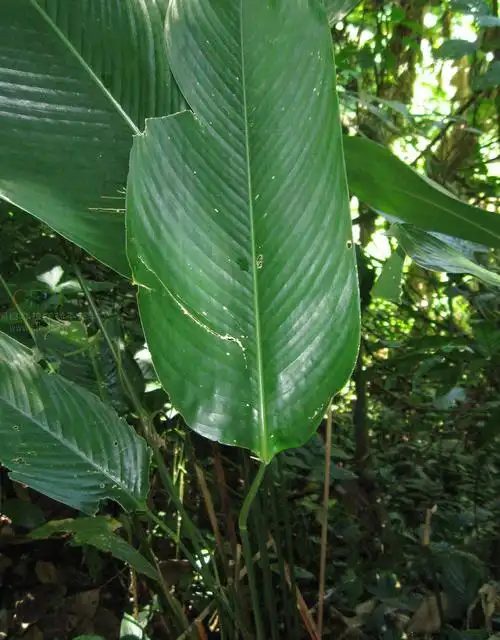 p>海南柊叶(学名:phrynium hainanense t. l.