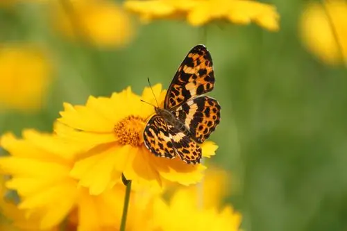 【春天花正开,蝶舞蜂飞摄影图片】江洋畈生态摄影_享受大自然_太平洋