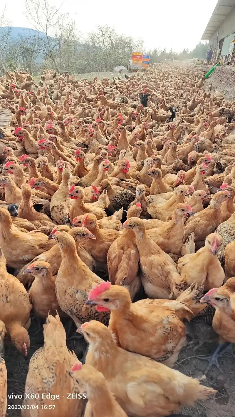 优质鸡苗 #支持三农扶持三农发展 #诚信经营质量第一 #欢 - 抖音