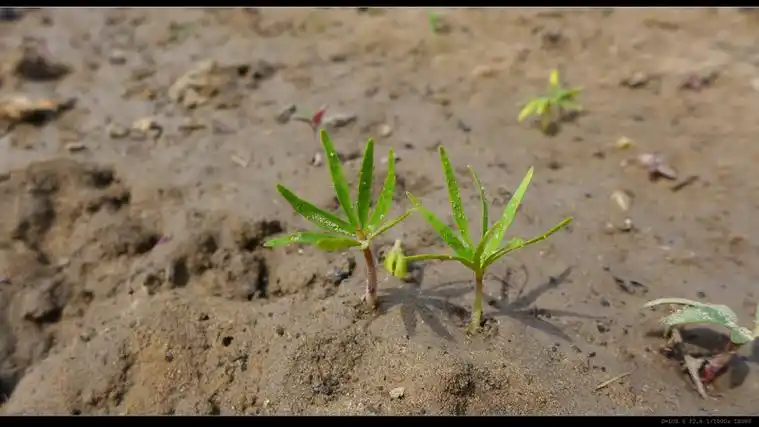 4,破土而出的枫杨幼苗,若不是亲自播种,一定严重怀疑是针叶树的苗:3