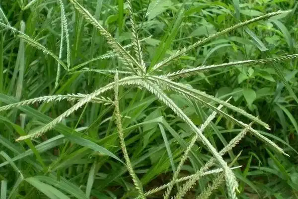 中草药牛筋草简介