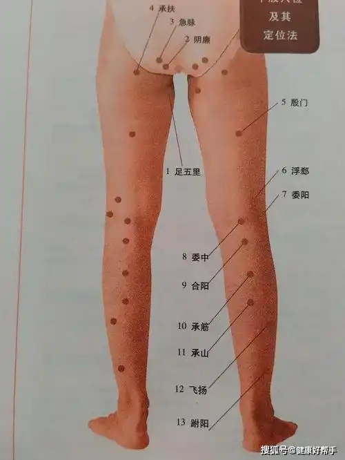 下肢穴位手背穴位手臂外侧穴位手掌穴位上肢穴位肩部腰部穴位胸腹部