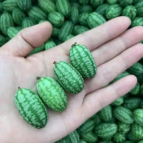 特色拇指西瓜迷你网红小西瓜佩普基诺当季新鲜孕妇水果250g