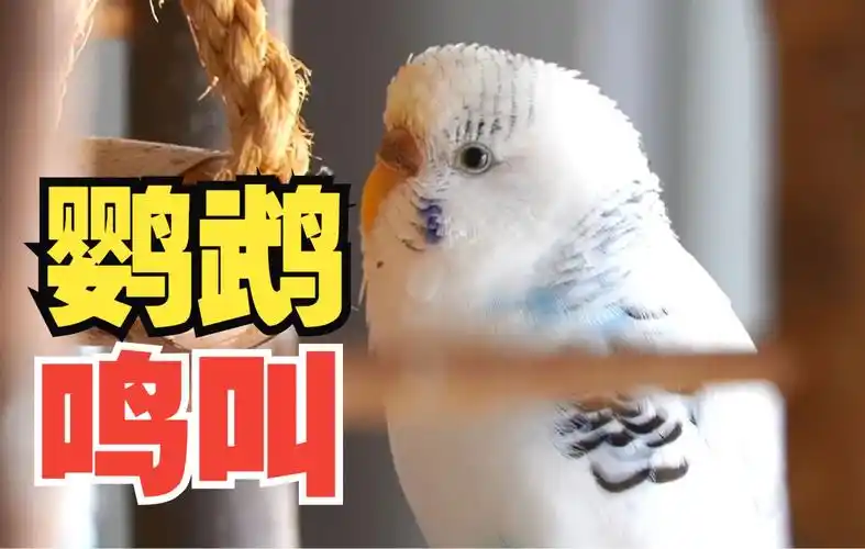 鹦鹉鸣叫集锦