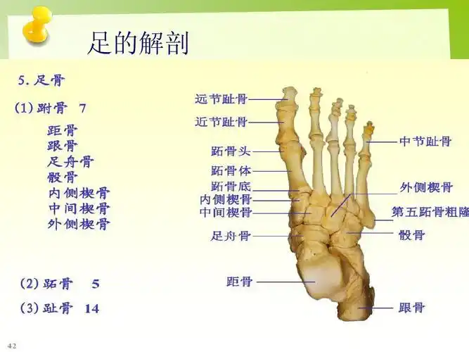 足的解剖