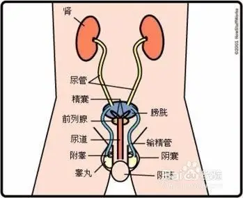 男性前列腺炎如何形成的?原因有哪些