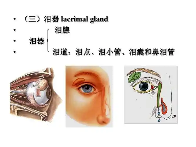 (三)泪器 lacrimal gland   泪腺   泪器