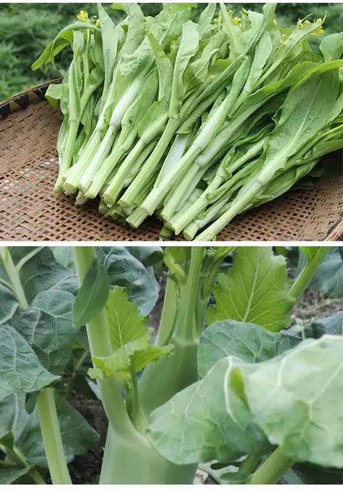 四季迟甜菜心广东连州增城菜心红菜苔春菜蔬菜种子多枝多芽菜种籽10克