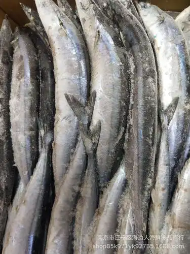 厂家一手货直销批发冷冻秋刀鱼鲜冻青鱼速冻秋刀鱼串50件送一件