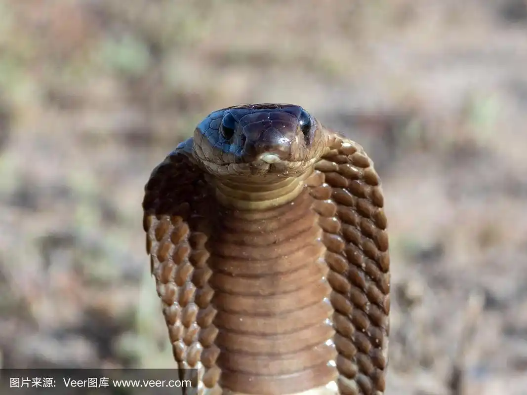 眼镜蛇角(naja nivea)