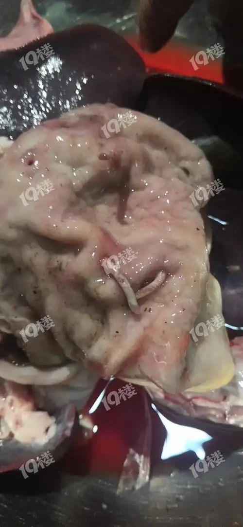 听说野猪肚可以治疗胃病打开全是虫疔还能吃吗