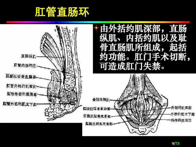 无忧文档 所有分类 高等教育 医学 肛肠外科ppt 肠胃健康 肛管直肠环