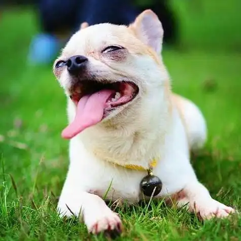 狗狗夏季吐舌头手抄报 夏季安全手抄报