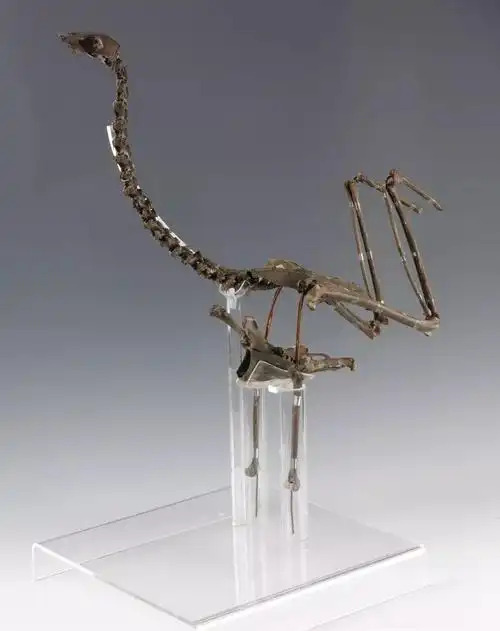 家鸡,鸭等肉禽以及野鸡,雁,鹄,鹌鹑,鸳鸯,鹧鸪,喜鹊,火斑鸠,竹鸡等