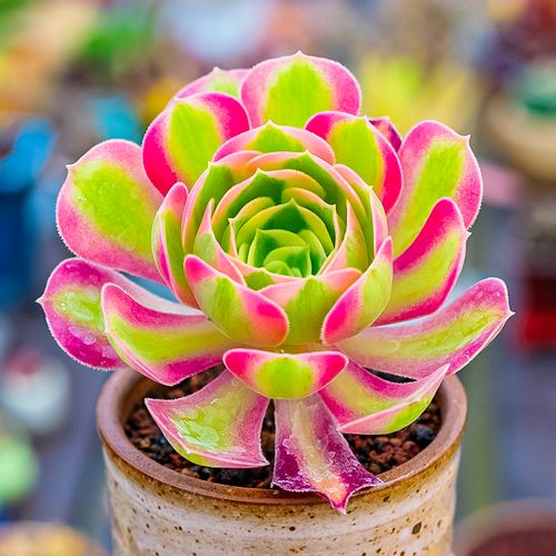 粉女巫 莲花掌属法师老桩多头群生多肉植物精品一物一拍控养