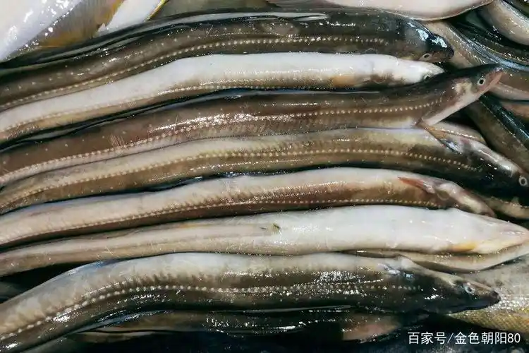 鳗鱼- 热门商品专区
