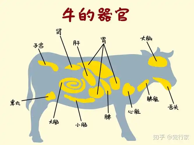 狗狗生骨肉误区不能给狗喂内脏不仅要喂内脏而且内脏要丰富
