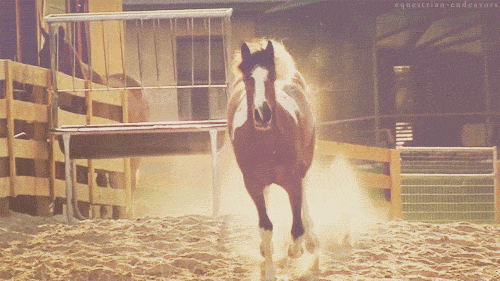 500_281gif 动态图 动图