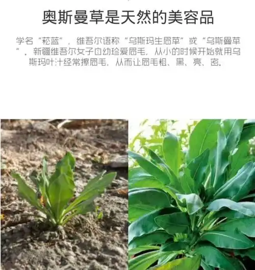 乌斯草粉新疆奥斯曼生眉生发固发脱发洗发育发眉笔