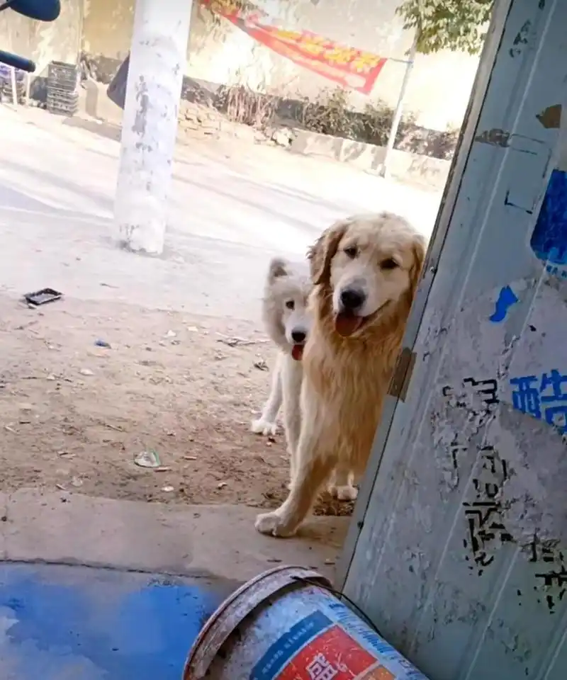 请问金毛和萨摩耶一起交配会生出什么样的后代?