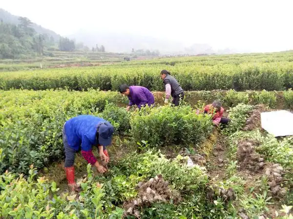 容器苗-丰城市白土镇岗霞村高产油茶