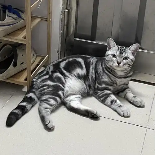 纹路非常全的美短标斑弟弟找对象