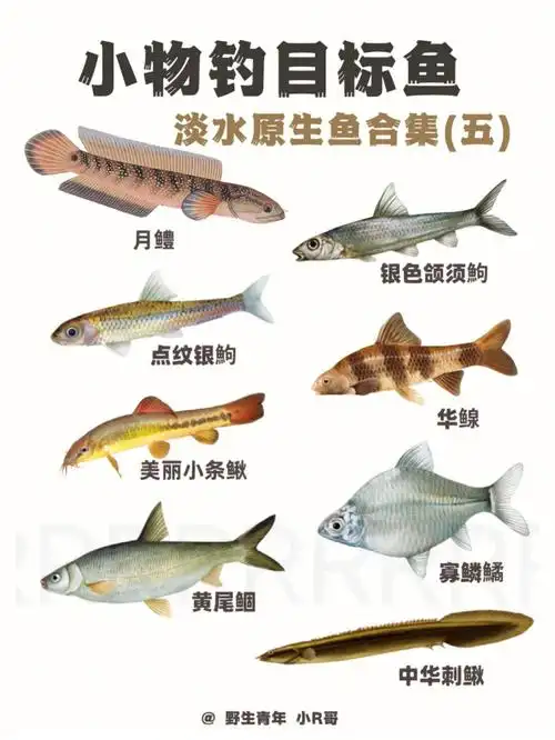 鱼种95:16615月鳢26615银色颌须鮈36615点纹银鮈466