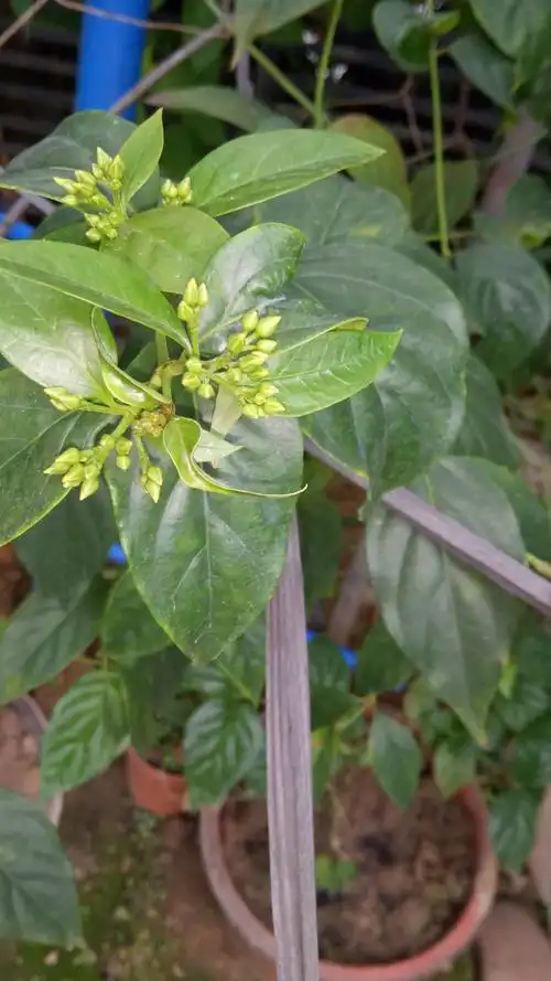 毒物之一断肠草