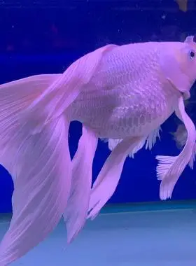 爆缸冷水鱼台湾蝴蝶长尾贵妃球体鲤
