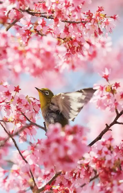 日本大阪樱花盛开 鸟语花香画面唯美