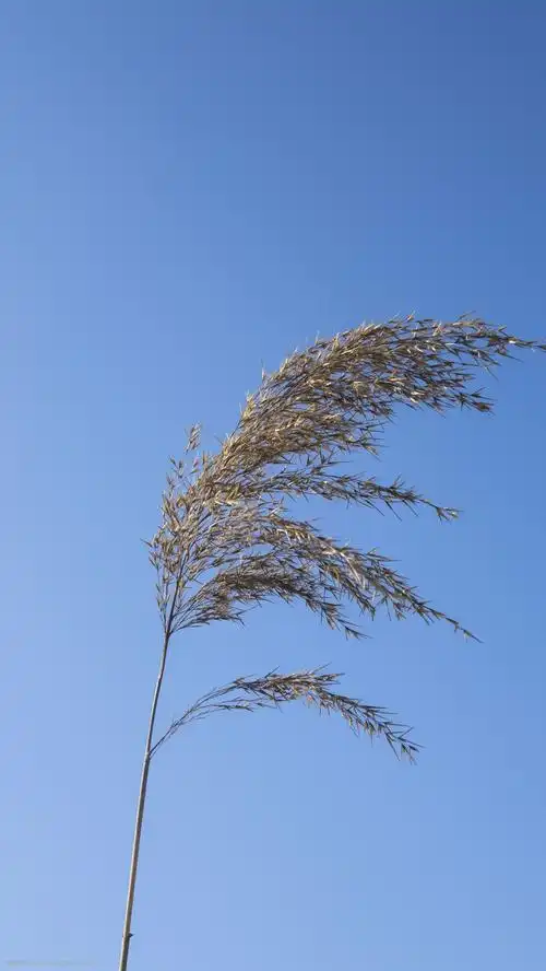 蓝天下随风飘荡的植物高清图片