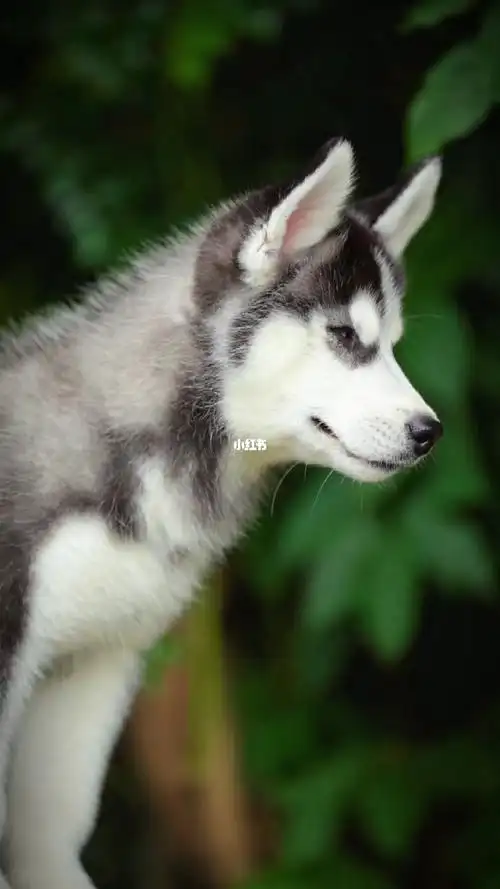 哈士奇鸳鸯眼阴阳眼