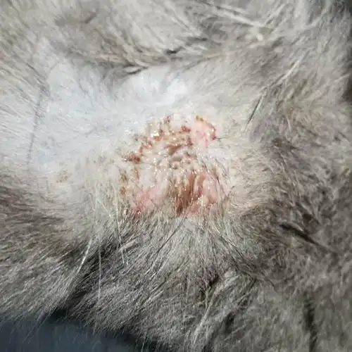 【讨论】猫身上这是脓皮症嘛?