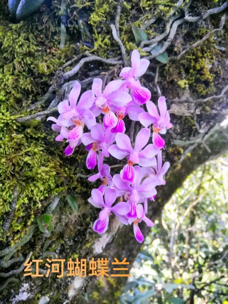 原生蝴蝶兰属部分品种图鉴 - 抖音