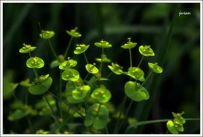 展开全部 穿心草,龙胆科,穿心草属一年生草本.