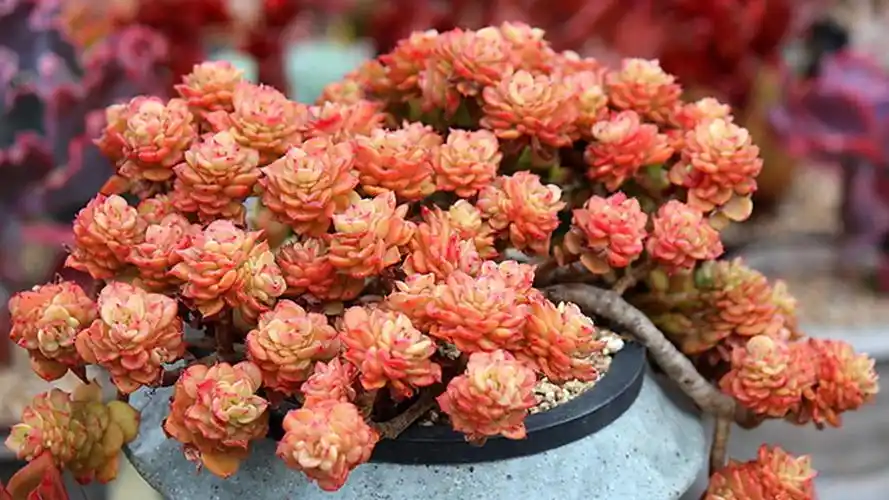 idaban.cn),做对这三步,多肉爆盆不难45