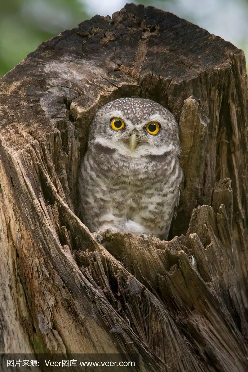 可爱的鸟,斑点猫头鹰,雅典娜布拉玛