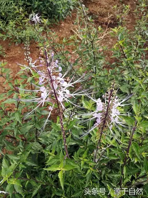 一种对人体结石排石非常棒的草药"猫须草"2016-07-17 08:00