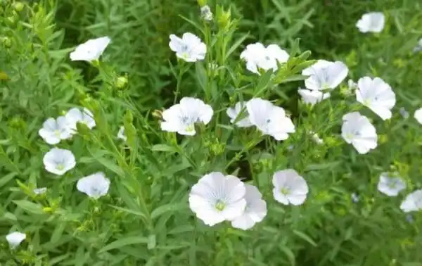 亚麻_河北省涞源县职业技术教育中心