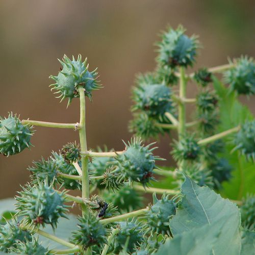 蓖麻子大麻子蓖麻仁四季秋季新货野生饱满大粒绿宝蓖麻草手工挑选