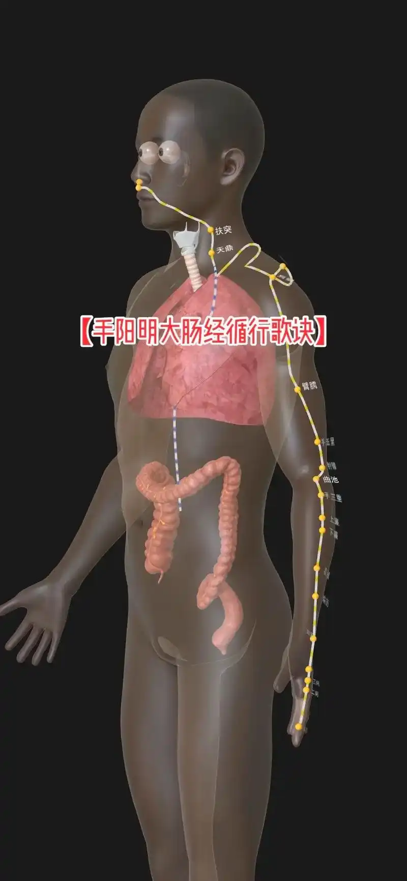 手阳明大肠经循行歌诀